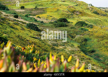 Belle Montagne collines avec de la végétation verte dans un jour nuageux, brumeux Banque D'Images