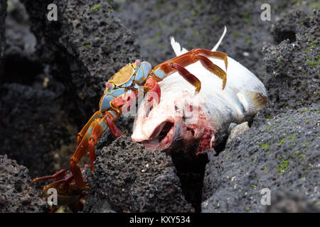 Sally Lightfood ( crabe Grapsus grapsus ), se nourrissant d'un poisson mort, San Cristobal Island, îles Galapagos Équateur Amérique du Sud Banque D'Images