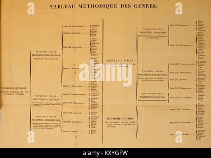 Exposition méthodique des genres de l'ordre des polypiers BHL11721197 Banque D'Images