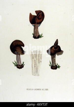 Cette illustration botanique du volume 15 (1877) de la série Flora Batava montre l'espèce champignon Helvella lacunosa (synonyme Helvella lacunosa Afzelius 1783) dans le cadre de la tradition néerlandaise de publication botanique du XIXe siècle. Wikimedia Commons Banque D'Images