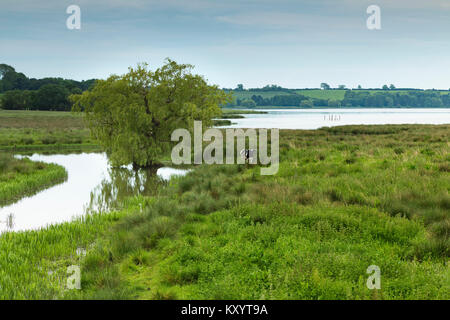 Une image de la capture d'un beau saule pleureur avec une vache sur le côté tourné à Eyebrook réservoir sur la frontière du Leicestershire, Angleterre Royaume-uni et Rutland Banque D'Images