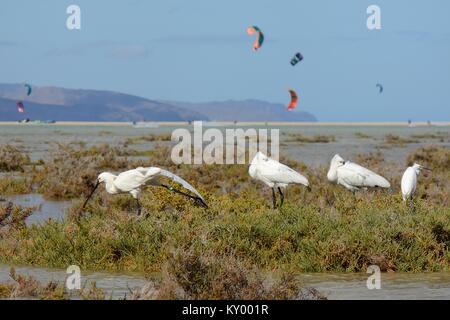 Trois spatules eurasien (Platalea leucorodia) et d'une aigrette garzette au repos dans Sotavento lagoon avec kite surfeurs dans l'arrière-plan, à Fuerteventura. Banque D'Images