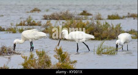 Trois spatules eurasien (Platalea leucorodia) Ensemble de nourriture dans les marais, lagune de Sotavento, Fuerteventura, Îles Canaries, mai. Banque D'Images