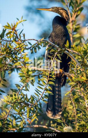 Snakebird (Anhinga) standin on branche dans la jungle de Cuba. Darter Anhinga melanogaster ( ) sur un journal dans une rivière Banque D'Images