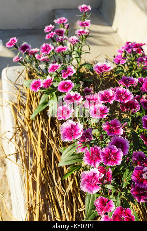 Fermé plan de Dianthus fleurs ou fleurs Sweet William (Dianthus chinensis) Banque D'Images