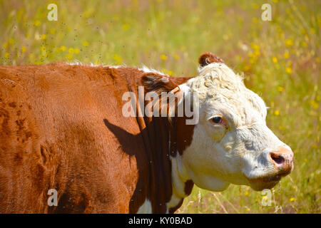 Vache misérable avec des milliers de mouches irritant elle - elle se trouve dans un champ de pissenlits brouillée. Banque D'Images