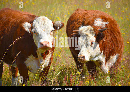 Deux vaches dans un champ de pissenlits. La gc avec des cornes est un taureau pendant que l'autre vache est enceinte. Banque D'Images