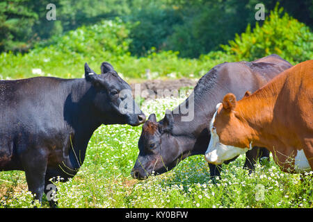 Trois vaches rassemblées dans un champ de fleurs minuscules, ils à la recherche comme ils sont en réunion. Banque D'Images