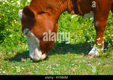 Vache avec la bouche à la terre le pâturage sur l'herbe verte dans un champ de petites fleurs Daisy. Banque D'Images