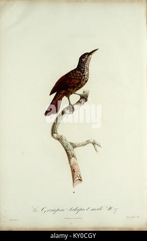 Il s'agit d'une gravure colorée à la main tirée de 'histoire naturelle des promerops, et des guêpiers' de François le Vaillant, publiée en 1807. Il décrit l'histoire naturelle des oiseaux, en se concentrant sur les espèces Promerops et Guêpiers, mettant en valeur leurs caractéristiques physiques et leurs comportements. Banque D'Images