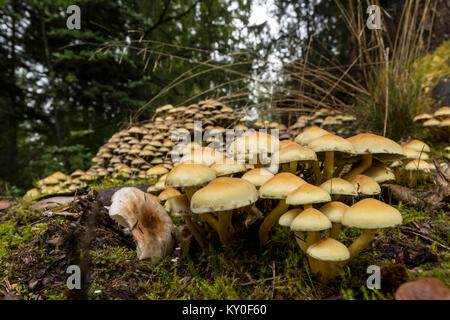 Touffe Hypholoma capnoides (conifères) dans le sol de la forêt, Banque D'Images