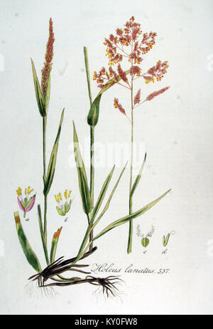 Cette illustration botanique montre Holcus lanatus (communément appelé herbe laineuse) de Flora Batava volume 7 (1836) de Jan Kops ; la plaque présente la morphologie détaillée de l'espèce d'herbe vivace originaire d'Europe et cultivée ailleurs. Banque D'Images