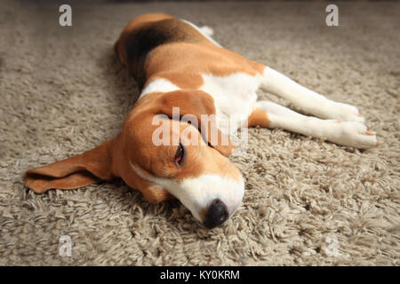 Fatigué de dormir chien beagle sur tapis. Chien à la maison. Banque D'Images