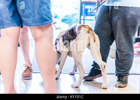 Adoption chien libre avec des gens à l'intérieur des jambes du store ou un refuge, les chiens en laisse avec le propriétaire Banque D'Images