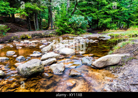 Dans le ruisseau Rouge Dolly Sods, Virginie de l'Ouest au cours de l'automne, l'automne avec une forêt de pins verts et de l'eau douce river, les feuilles tombées sur les roches, pierres Banque D'Images