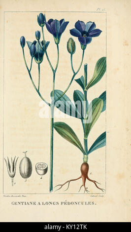 Flore pittoresque et médicale des Antilles (Pl. 15) (6005391196) Banque D'Images