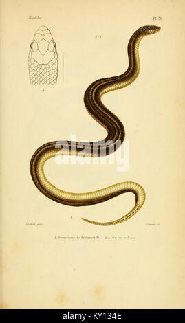 Erpétologie générale, ou, Histoire naturelle complète des reptiles (5982417890) Banque D'Images