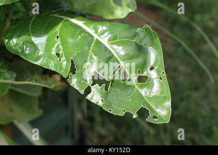 Homegrown le bok choy ou pak choi leaf mangés par bugs Banque D'Images