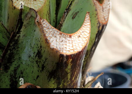 Close up image of f boîte Ensete ventricosum, tige feuille de bananier d'Abyssinie Banque D'Images