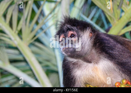 Portrait d'un homme singe sauvage assis sur un palmier de bétel. Banque D'Images