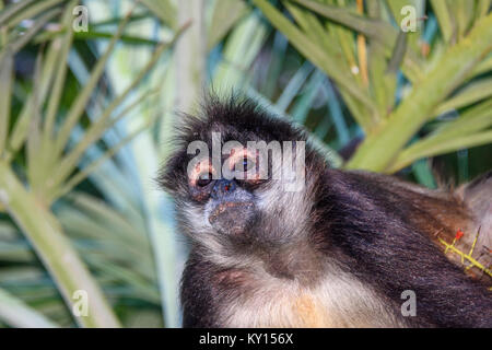 Portrait d'un homme singe sauvage assis sur un palmier de bétel. Banque D'Images