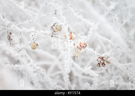 Flou flou artistique d'arrière-plan naturel avec branches givrées et de baies. Copier l'espace. Banque D'Images