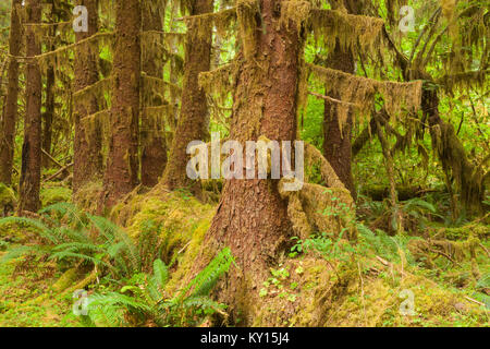 Les arbres croissant sur une infirmière Log, Olympic National Park, Washington Banque D'Images