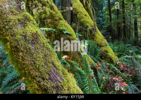 Dans la forêt ancienne Prairie Creek Redwoods State Park, Californie Banque D'Images