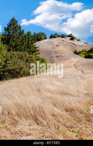 Californie collines couvertes d'herbe sèche. Emplacement : collines côtières de Marin County Banque D'Images