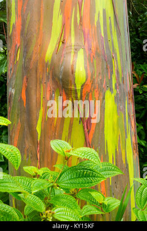 Rainbow eucalyptus (Eucalyptus deglupta) Banque D'Images