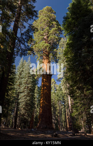 McKinley Séquoia géant (Sequoiadendron giganteum) dans Sequioa National Park, Californie Banque D'Images