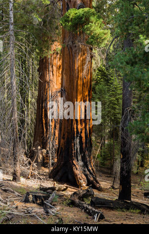 Le Séquoia géant (Sequoiadendron giganteum) dans Sequioa National Park, Californie Banque D'Images