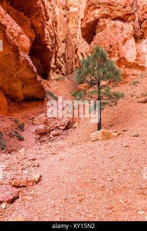 Pin (Pinus flexilis) dans le Parc National de Bryce Canyon, Utah Banque D'Images