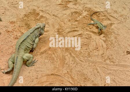 Iguane rhinocéros, Cyclura cornuta, doit affronter un dragon de l'eau de l'est au Zoo de l'Australie, Queensland, Australie, Beerwah Banque D'Images