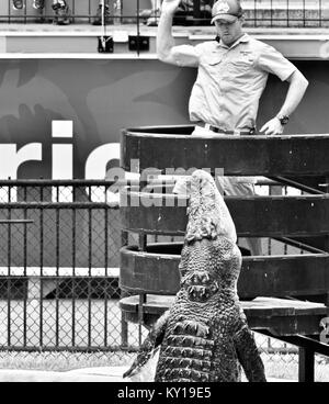 Grand saltwater crocodile jumping pour la viande, Crocodylus porosus, dans un spectacle au Zoo Australia, Australia Zoo, Beerwah, Queensland, Australie Banque D'Images