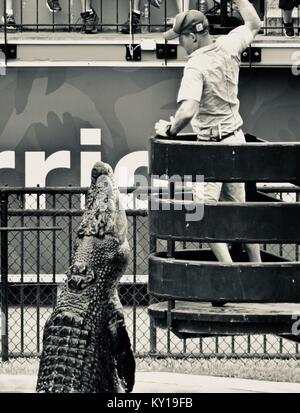 Grand saltwater crocodile jumping pour la viande, Crocodylus porosus, dans un spectacle au Zoo Australia, Australia Zoo, Beerwah, Queensland, Australie Banque D'Images