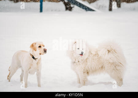 Deux drôles de chiens - Labrador Chien Samoyède et jouer dehors dans la neige, hiver. Animaux Domestiques ludique à l'extérieur. Banque D'Images