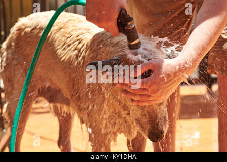 Lave-chien à partir de la puce sur les jours ensoleillés. Pulvériser de l'eau sur la tête de chien Banque D'Images
