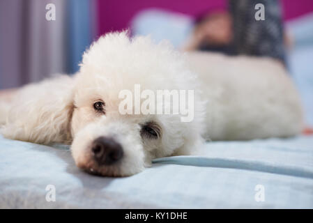 Chien caniche blanc propre à l'intérieur de la chambre était sur lit Banque D'Images