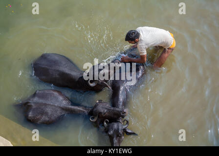 Varanasi, Uttar Pradesh, Inde, un homme indien lavant des vaches noires sur le fleuve Ganges Banque D'Images