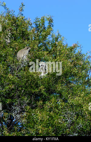 Couleur faune photographie d'animaux en plein air de singes du guenon assis dans un arbre vert par une journée ensoleillée avec le ciel bleu, pris dans le Camdeboo Banque D'Images