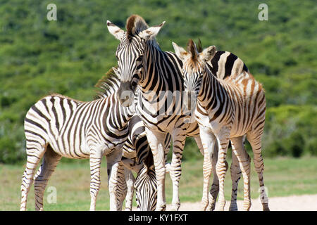 Portrait couleur d'un groupe de zebra en plein soleil prises en Afrique du Sud avec l'arrière-plan naturel sur une journée ensoleillée Banque D'Images