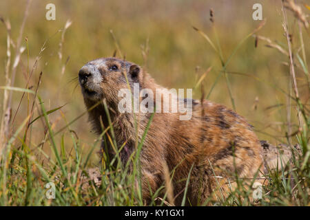 Marmot posant dans l'herbe sur sunny day Banque D'Images