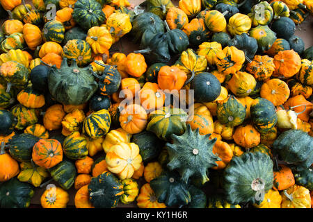 Diverses petites citrouilles miniatures dans une pile Banque D'Images