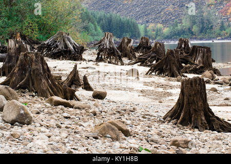 Les souches d'arbre après déforestation situé autour de lac alpin en Autriche Banque D'Images