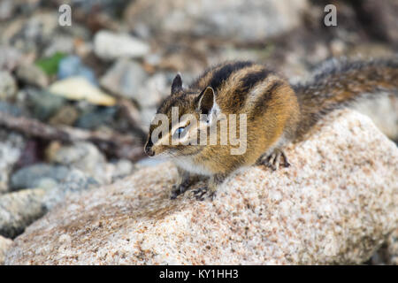 Mignon et poilu chipmank assis sur un rocher (Tamias striatus) Banque D'Images