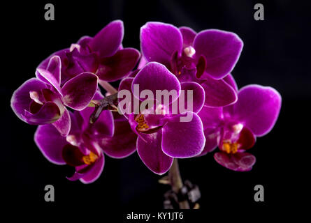 Orchid sur fond noir vue rapprochée Banque D'Images