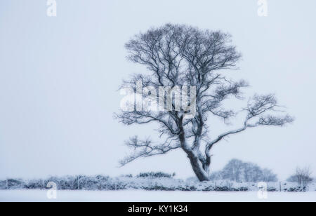 Image manipulée d'un seul arbre de chêne anglais, Quercus robur, dans la neige, Monmouthshire, Décembre Banque D'Images