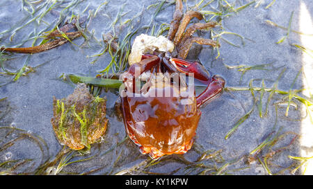 Le nord de varech, crabe araignée, bouclier arrière ( Pugettia crabe producta ) Banque D'Images