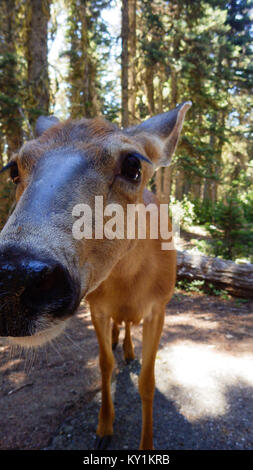 Un cerf femelle fermer jusqu'à huis clos. Friendly Dupont dans l'Olympic National Park. Banque D'Images